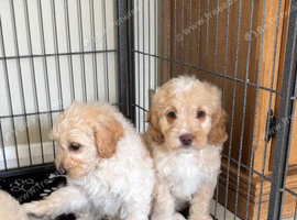 Gorgeous F1B Cockapoo puppies ready now