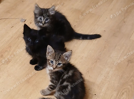 4 kittens
