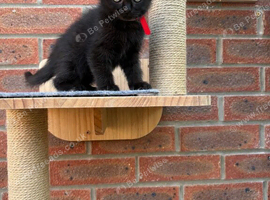 Three Beautiful BSH Kittens Left