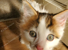12-Week-Old Male Kitten looking for a Loving Home