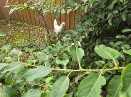 2 leghorn point of lay chickens for sale