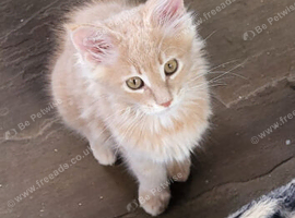 Maine Coon kittens CF81