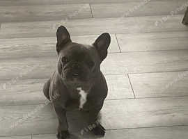 Female French bulldog