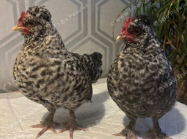 Polish  x Perkin Batmans  x2