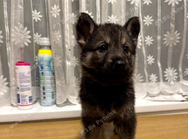 Shepsky puppies ready to leave now!!