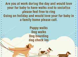 kay's doggy daycare