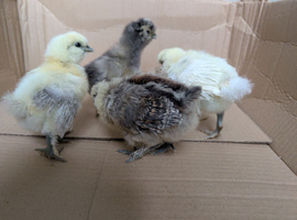 Silkie Chicks