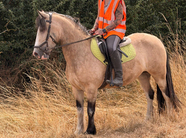 Dun cob mare