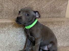 Beautiful blue Staffordshire bull terrier puppies
