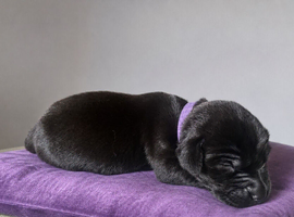 Kennel Club, pedigree Labrador retriever puppies