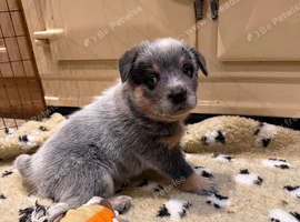 Australian Cattle Dog Puppies