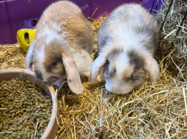 Mini lop rabbits