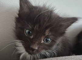 Black and white kittens