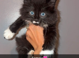 4 Maine coon kittens