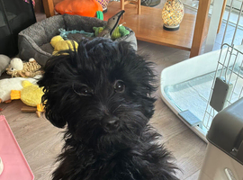 Poppy 19 weeks maltipoo looking for loving forever home