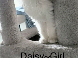 Ragdoll pure breed rare lilac point kittens