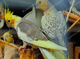 2 baby cockatiels looking for new home ** very cheap** as I need space