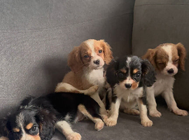 Cavalier King Charles