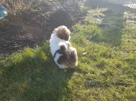 My shih tzu