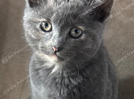 Grey Kitten