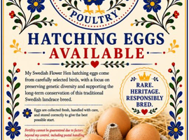 Swedish Flower Hen hatching eggs