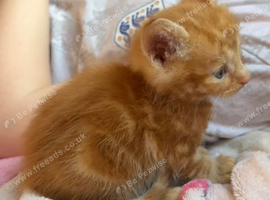 Beautiful kittens for sale!
