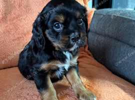 Cavalier Puppies READY NOW