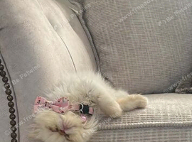 flame point persian