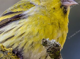 Siskin