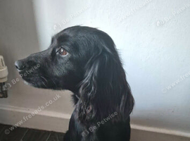 Cocker spaniel working