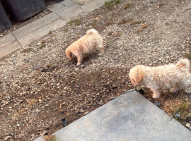 Toy poddle pups