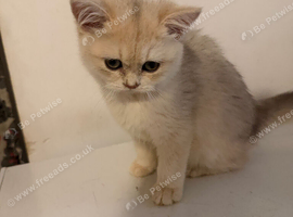 Beautiful lilac golden little girl