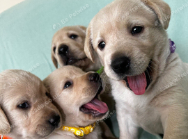 Gorgeous Goldador Puppies