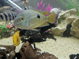 Various cichlids