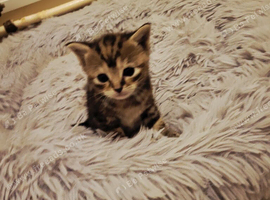 2 kittens avaliable
