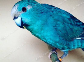 Blue Hen Kakariki Wanted Please