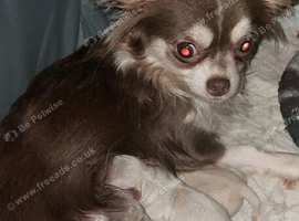 Cute chihuahua applehead