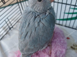 Handreared Grey/Blue ringneck parakeet