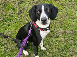 Beautiful Female Pocket Pointer. 21 months old.