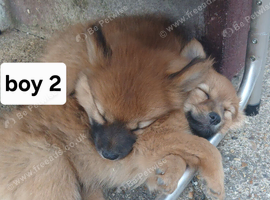 1girl and 2 boys