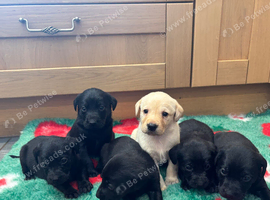 Beautiful Labradors