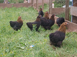 Pol pekin bantam pullets