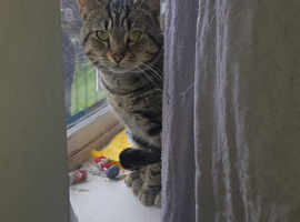2 year old male