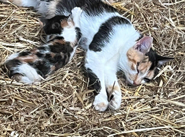 Kittens