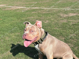 Exotic bully