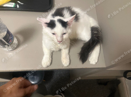 Angorian long hair kitten 11 weeks fully trained ready to rehome