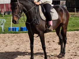 Lovely little mare