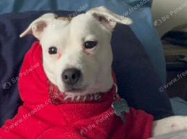 Handsome 2 year old JRT for stud