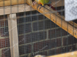 Breeding pair of sun dilute parrots ****