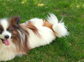 Papillon dog